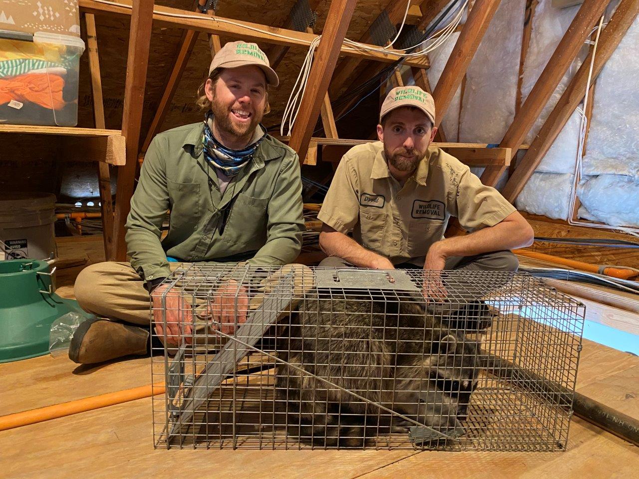 Tampa raccoon trapping